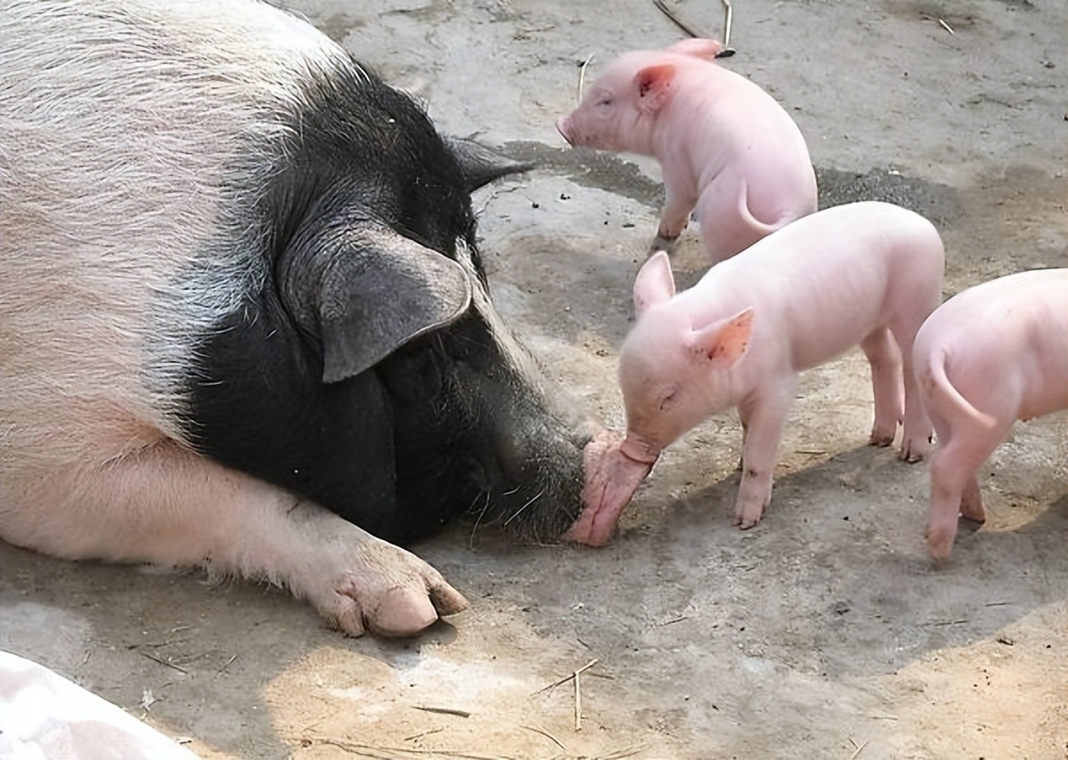 母猪清宫用什么药好得快,如何给母猪清宫和做净化