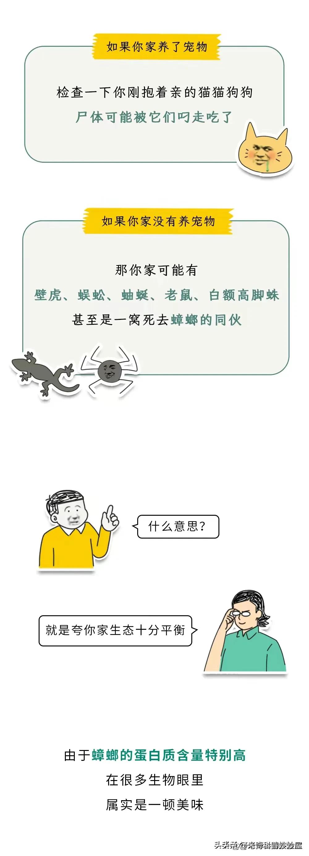 奇怪的冷知识甲虫,奇怪的冷知识火体虫