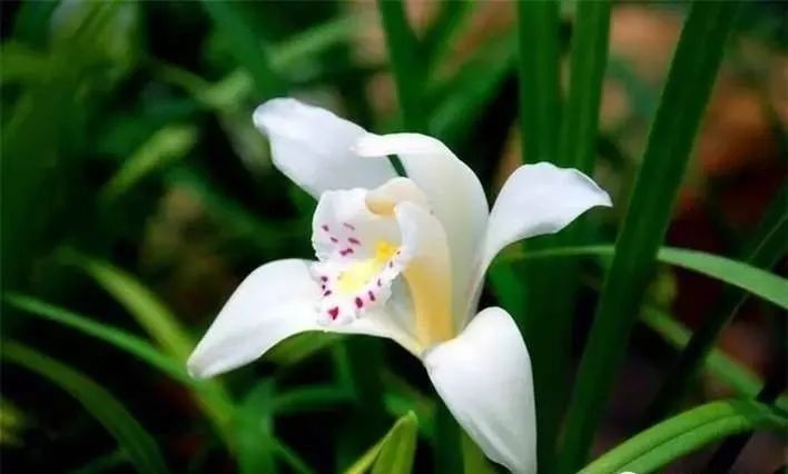 珍贵兰花价格一览表,珍贵兰花图片大全大图