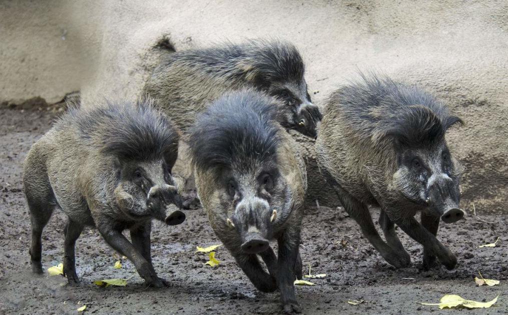 野猪养殖技术资料有哪些,3万元的野猪养殖技术