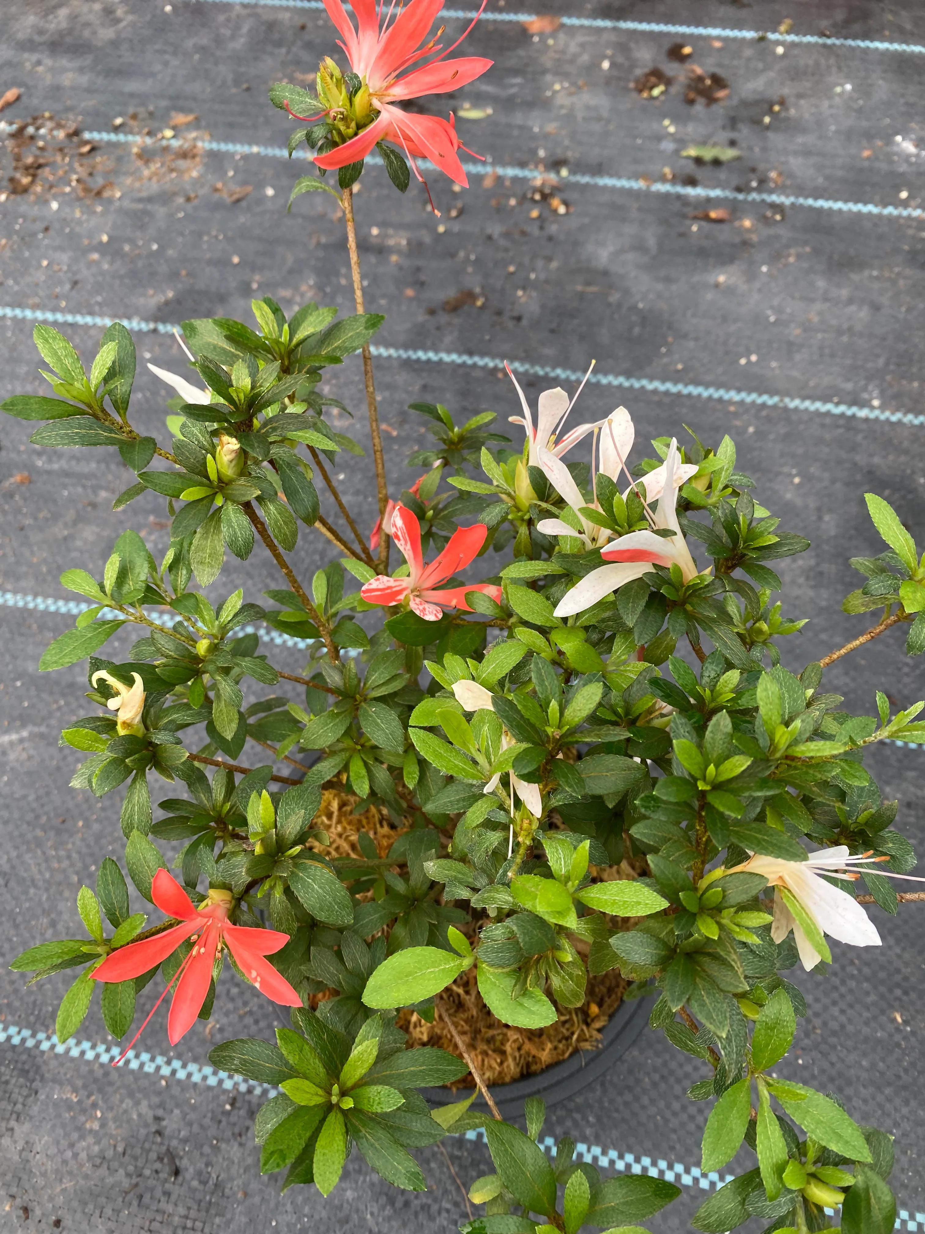 皋月杜鹃花图片大全,皋月杜鹃新品种视频