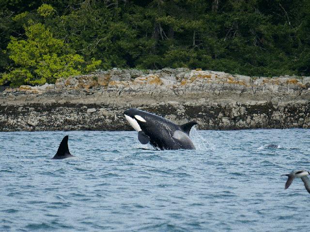 巨齿鲨vs虎鲸vs大白鲨蓝鲸,大白鲨蓝鲸和虎鲸谁才是海洋霸主