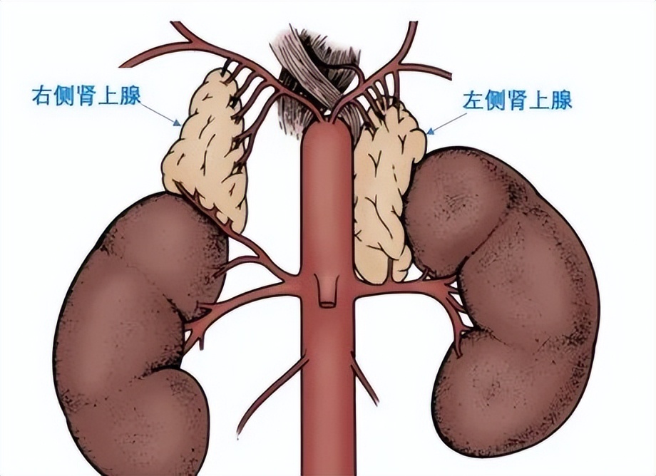 吃三种降压药都降不下应该怎么办,吃3种降压药降不下来是血脂高吗