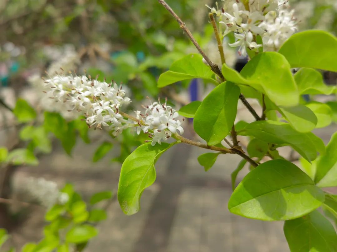 小蜡和小叶女贞区别,小叶女贞和水蜡叶片的区别