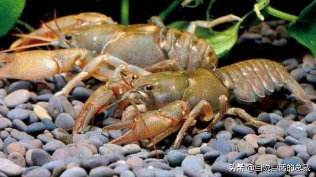 龙虾青龙和花龙区别,龙虾也是生物为什么我们要吃它