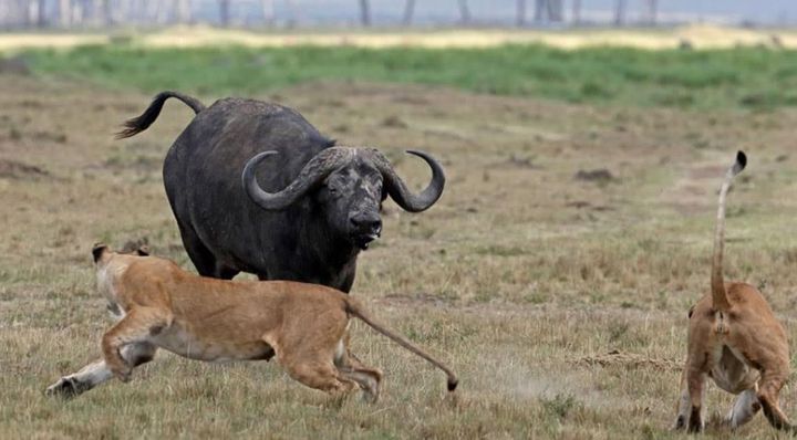 长得跟千足虫很像的虫子,长得很像蜈蚣的虫子图片