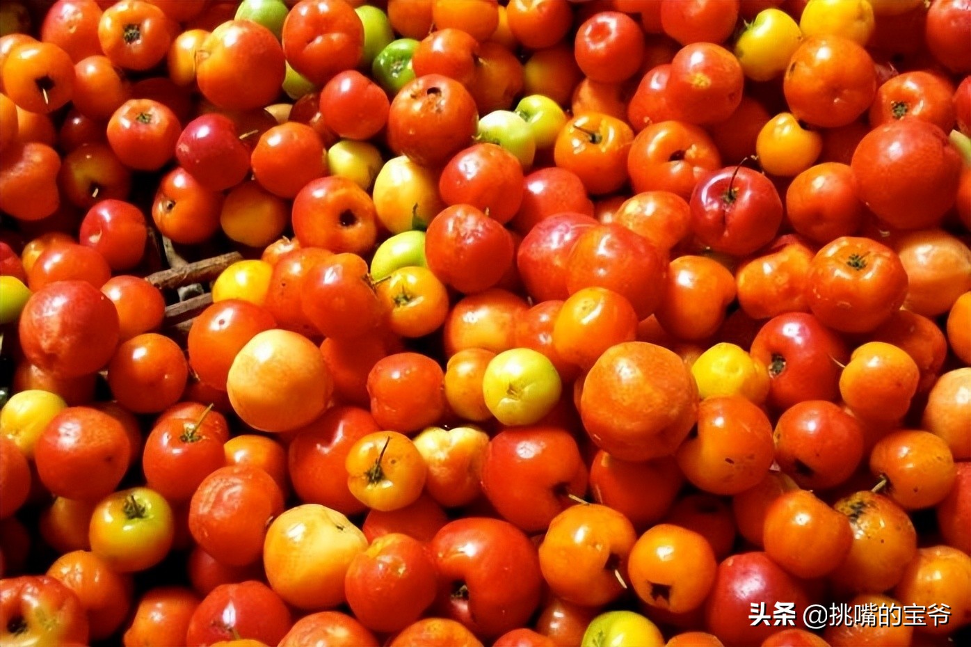 苏里南中国春节,苏里南的特色水果是什么