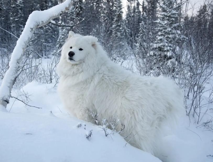 阿拉斯加和萨摩耶的优点和缺点,萨摩耶犬的缺点与优点