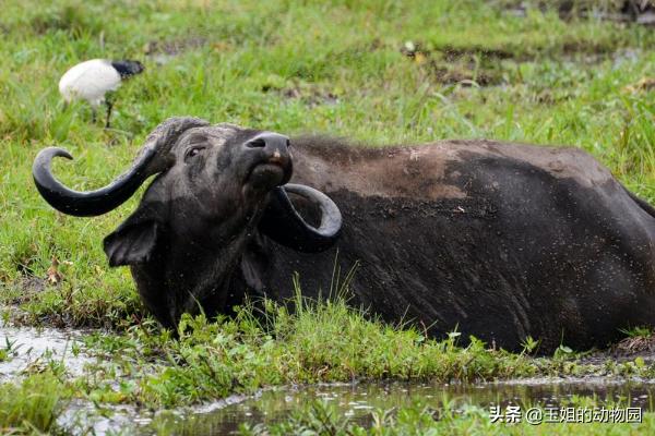 平头哥真的比狮子厉害吗,为什么平头哥连狮子都不怕