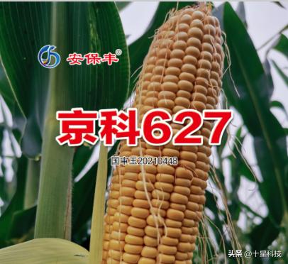 安保丰®京科627:黄淮海的夏玉米,可以随意对比
