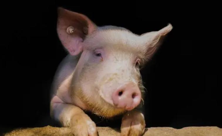 回族不吃猪肉，满族不吃狗肉，汉族不吃什么肉？很多人估计不知道