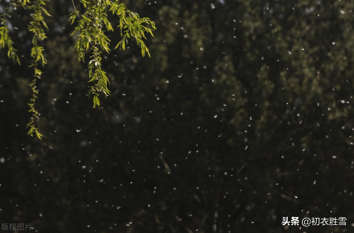 杨花美全部视频,最美的杨花诗