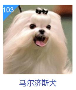 狗狗智商排行榜你家狗狗排第几,什么品种的狗狗智商排名最高