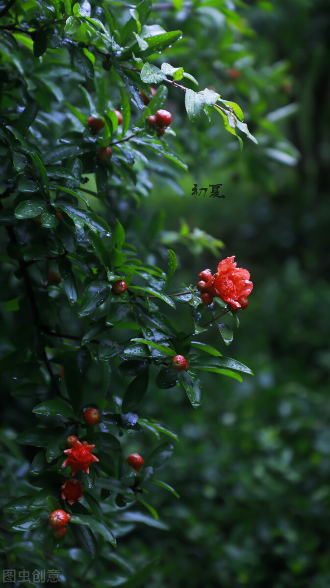 时光若温柔愿你淡淡欢喜出处,时光若温柔愿你淡淡喜欢什么意思