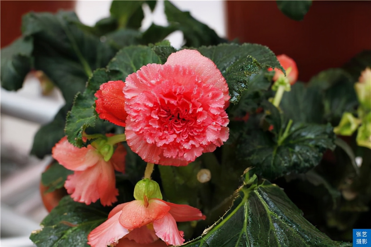 广州百万葵园葵花的花期,广州百万葵园五月份有什么花看