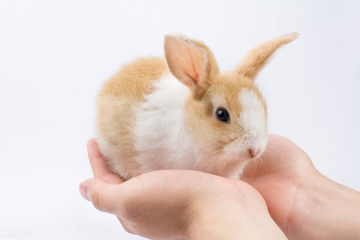 10分钟认识动物兔子视频,三分钟带你了解狗