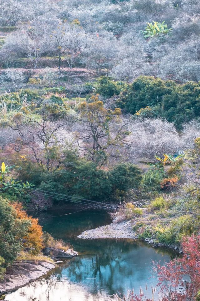 永泰青梅花开全部视频,永泰青梅丰收季节