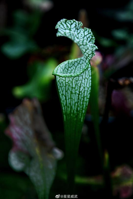 北京植物园的赏花的最好时节,西山秘境惊艳北京的植物