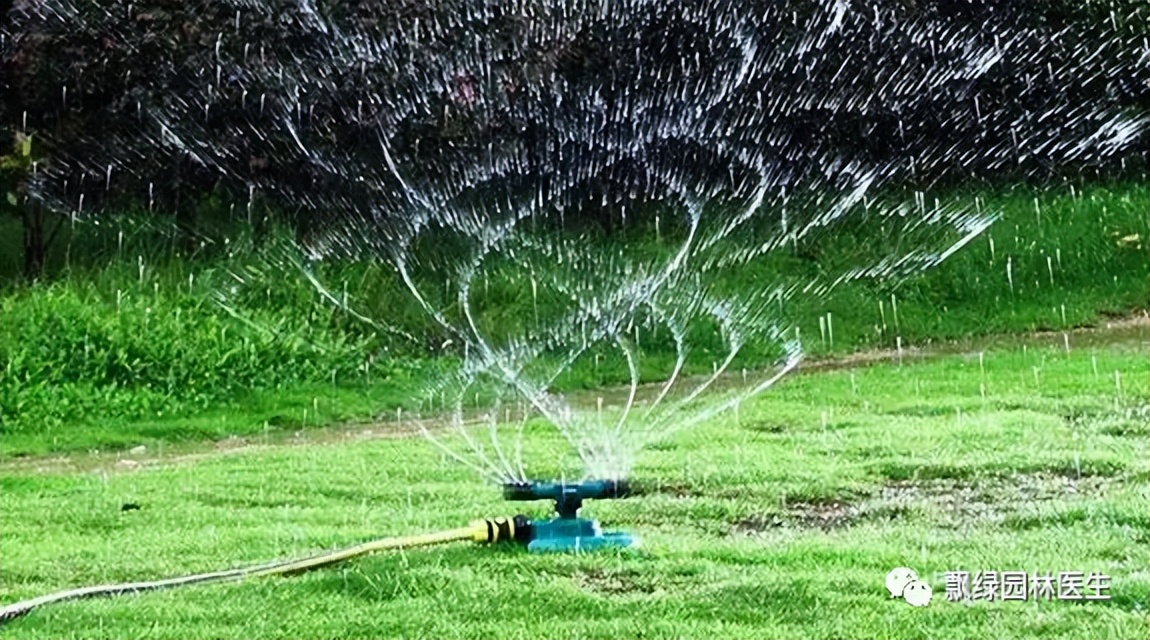 草坪苗木生长抑制最好方法,草坪灌木苗的养殖方法