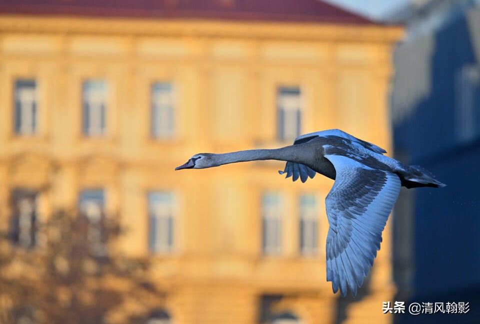 z9拍鸟照片,z9相机购买攻略