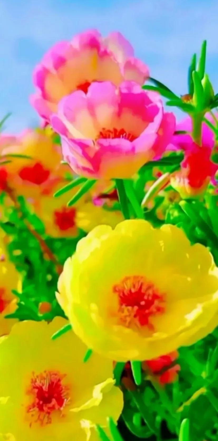 最新最美花儿高清图片,五颜六色的花儿真漂亮