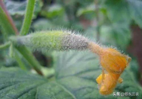 黄瓜萎蔫的原因及防治方法,黄瓜幼苗叶子萎缩怎么解决