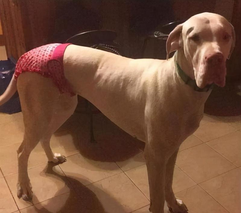 狗狗来姨妈吃什么,狗狗也有姨妈吗