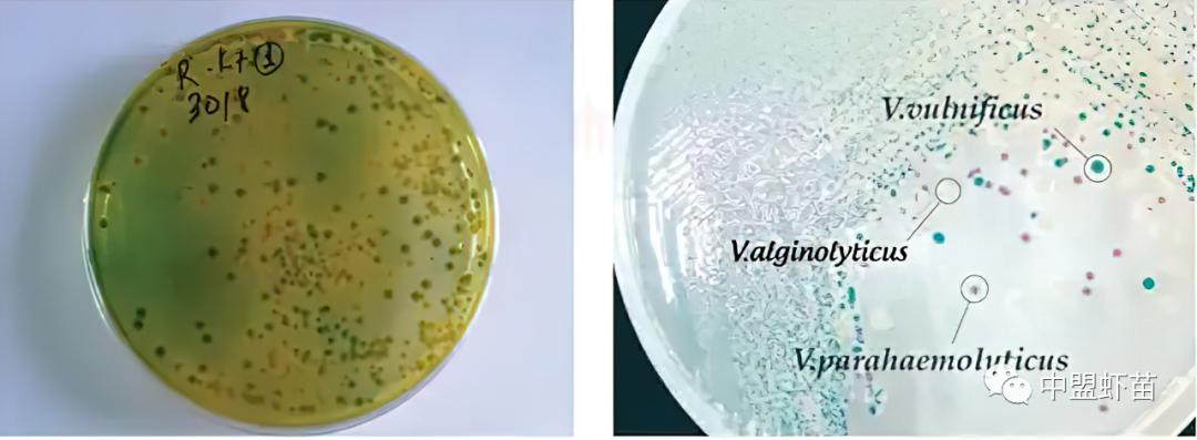 弧菌种类,弧菌大全