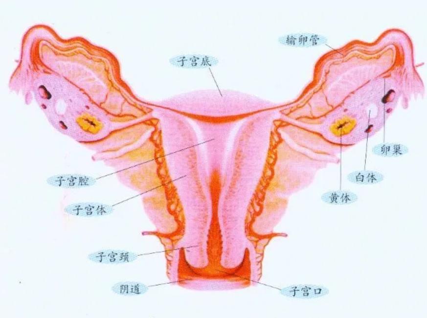 当精子和卵子相遇后还会排卵吗,精子遇到卵子一生的运气