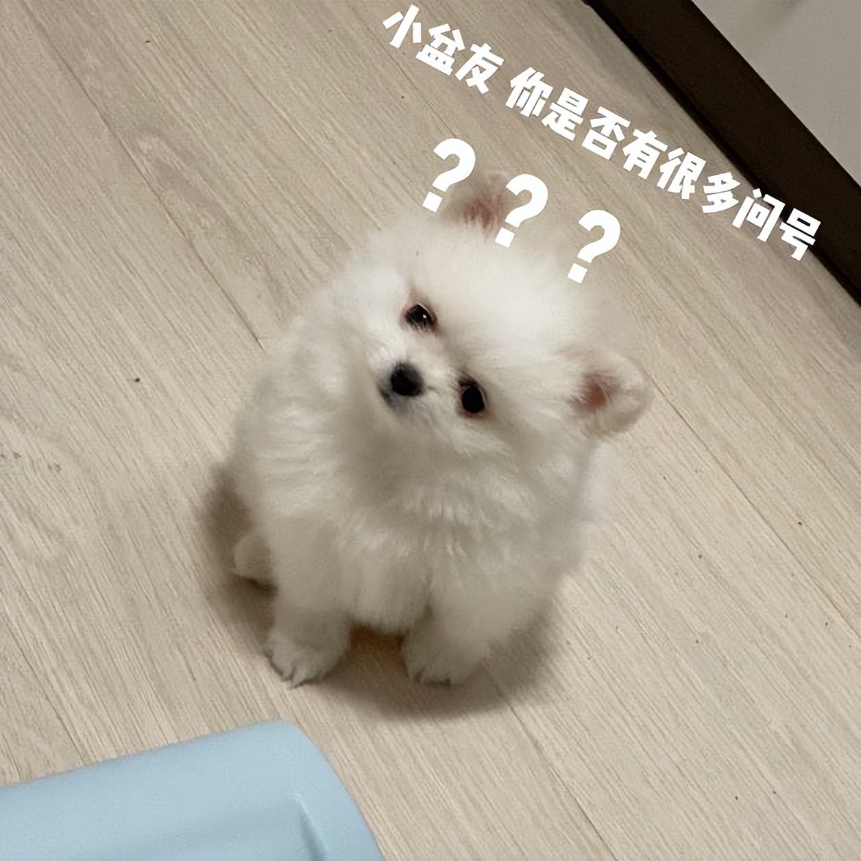 博美有泪痕处理方法,博美有泪痕怎么除掉