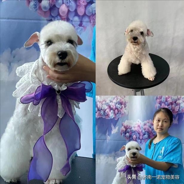 想学宠物美容洗护师,想学宠物美容入行建议