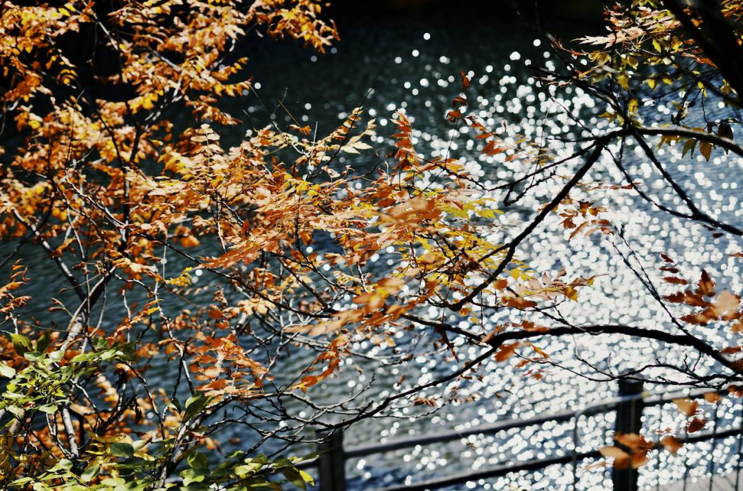 银杏谷泡温泉的地方,广东冬天赏银杏泡温泉