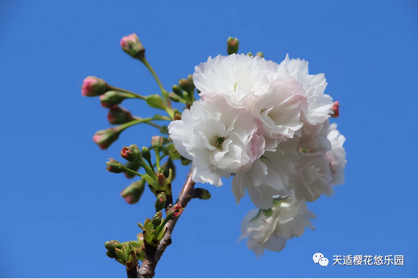 新春攻略生肖派对,新年怎么玩好玩