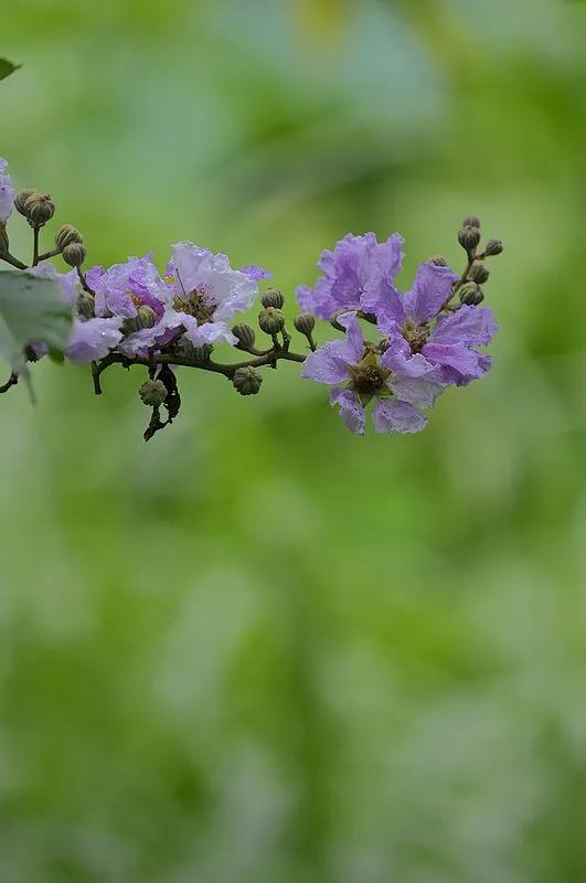 紫薇花壁纸高清全屏,唯美紫壁纸