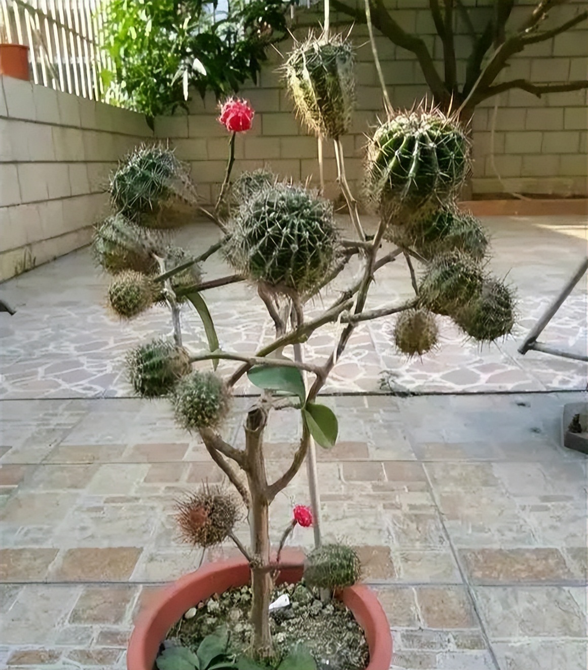 最美最惊艳的仙人掌花,仙人掌奇花图片大全