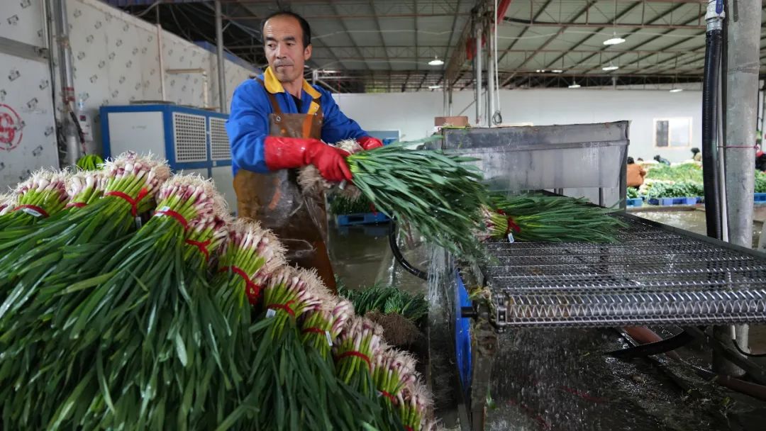 蒜苗卖9块钱一斤,蒜苗价