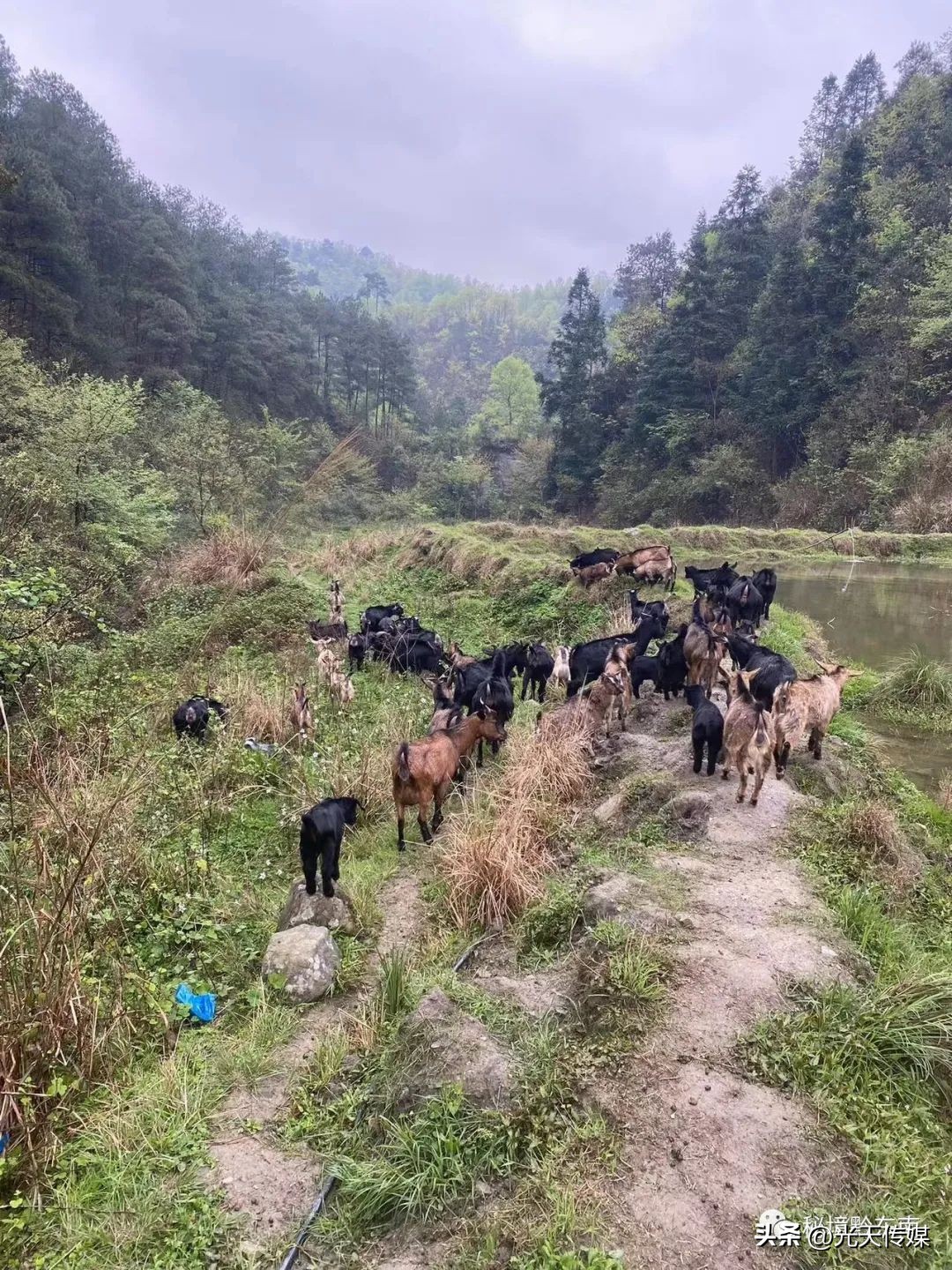 贵州90后回乡特色创业种植,黔东南州90后大学生返乡创业