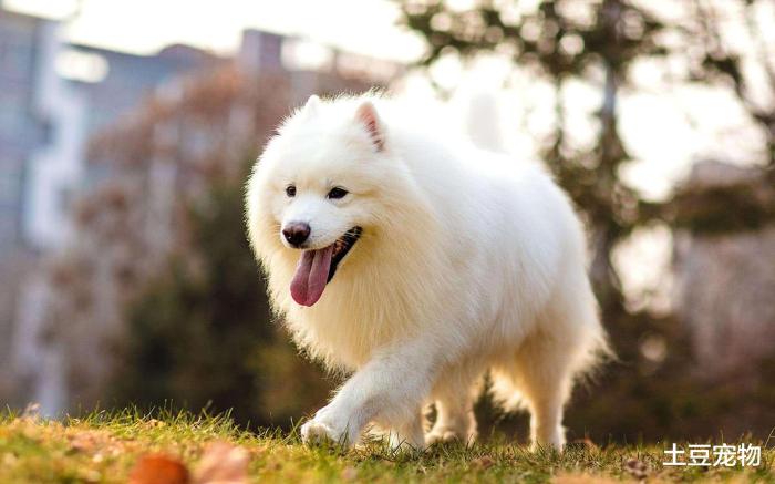 狗狗中暑的正确处理方法是什么,狗狗中暑的症状及处理方法有哪些