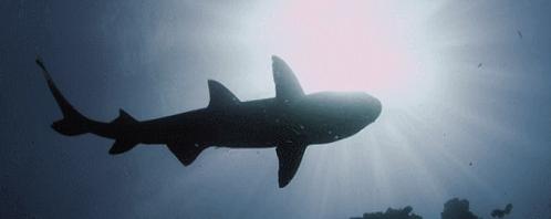 为什么你总打不到苍蝇？因为它们数学“学得”比你好