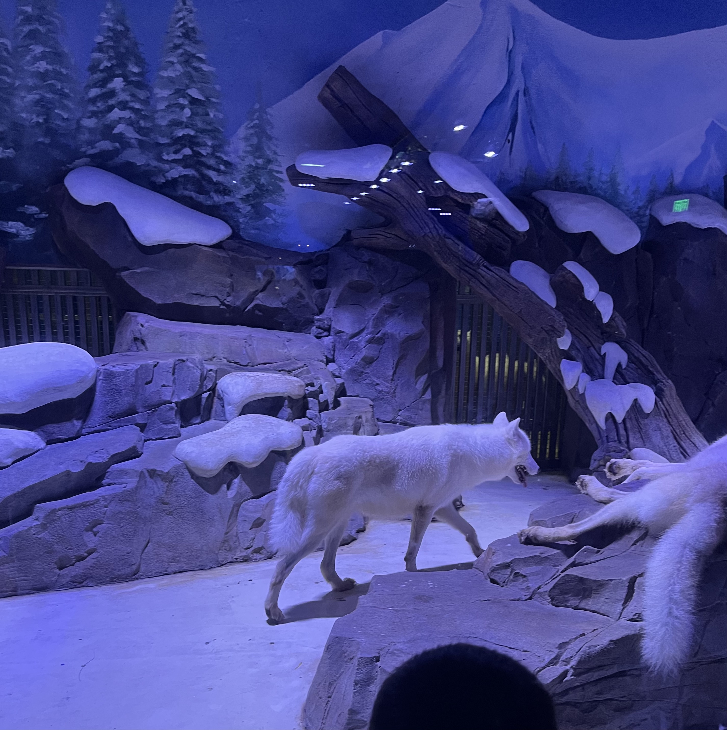 奥特曼主题馆上海海昌游玩攻略,日本奥特曼主题公园旅游