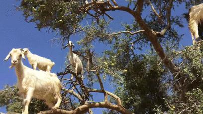 摩洛哥上树的羊,摩洛哥踢足球厉害吗