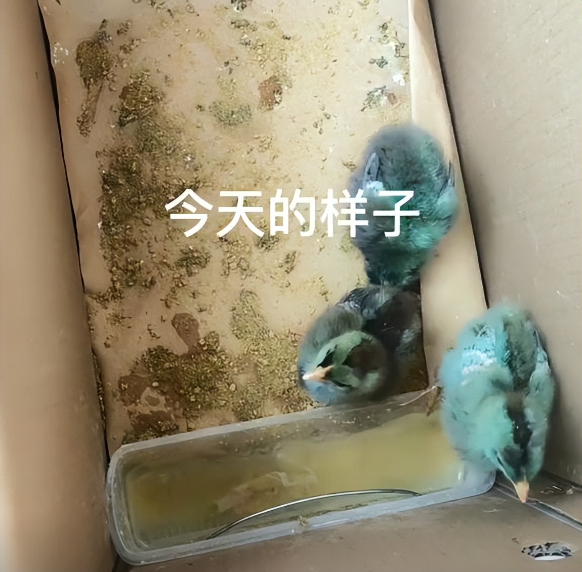 女子花3000块钱买了只鸡,女子花两万元买只鸡