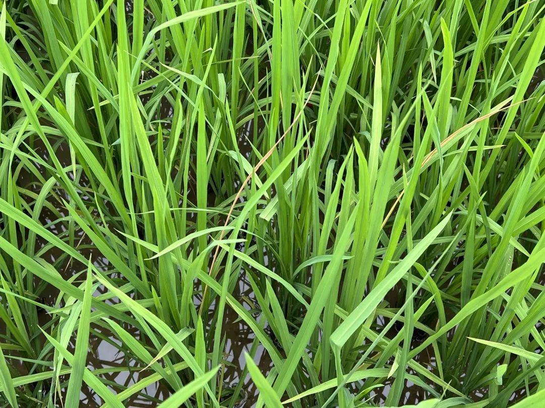 水稻二化螟的最佳防治时期,水稻二化虫害防治方法