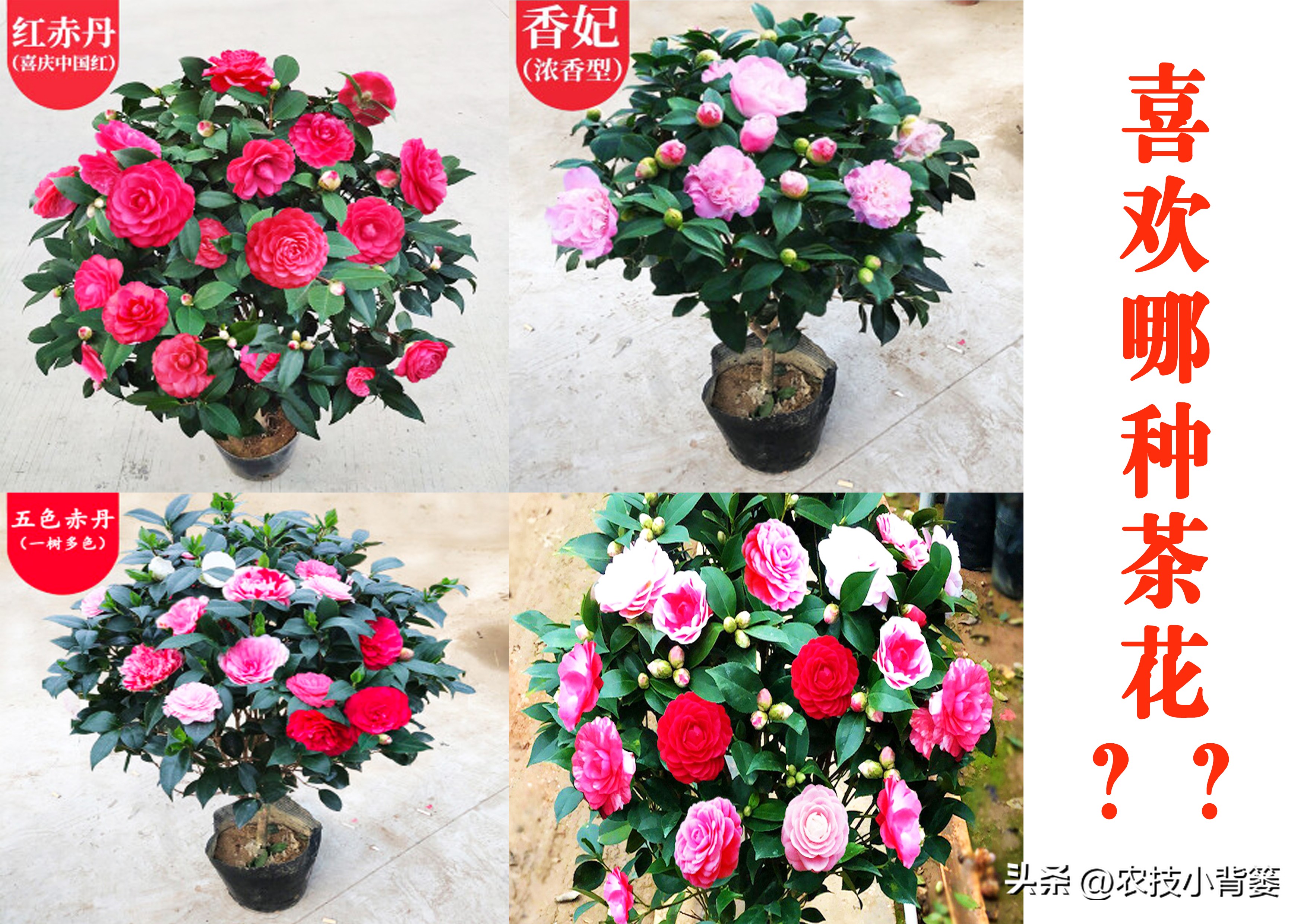 茶花扦插用什么方法成活率高,夏季扦插茶花枝条必须马上扦插吗