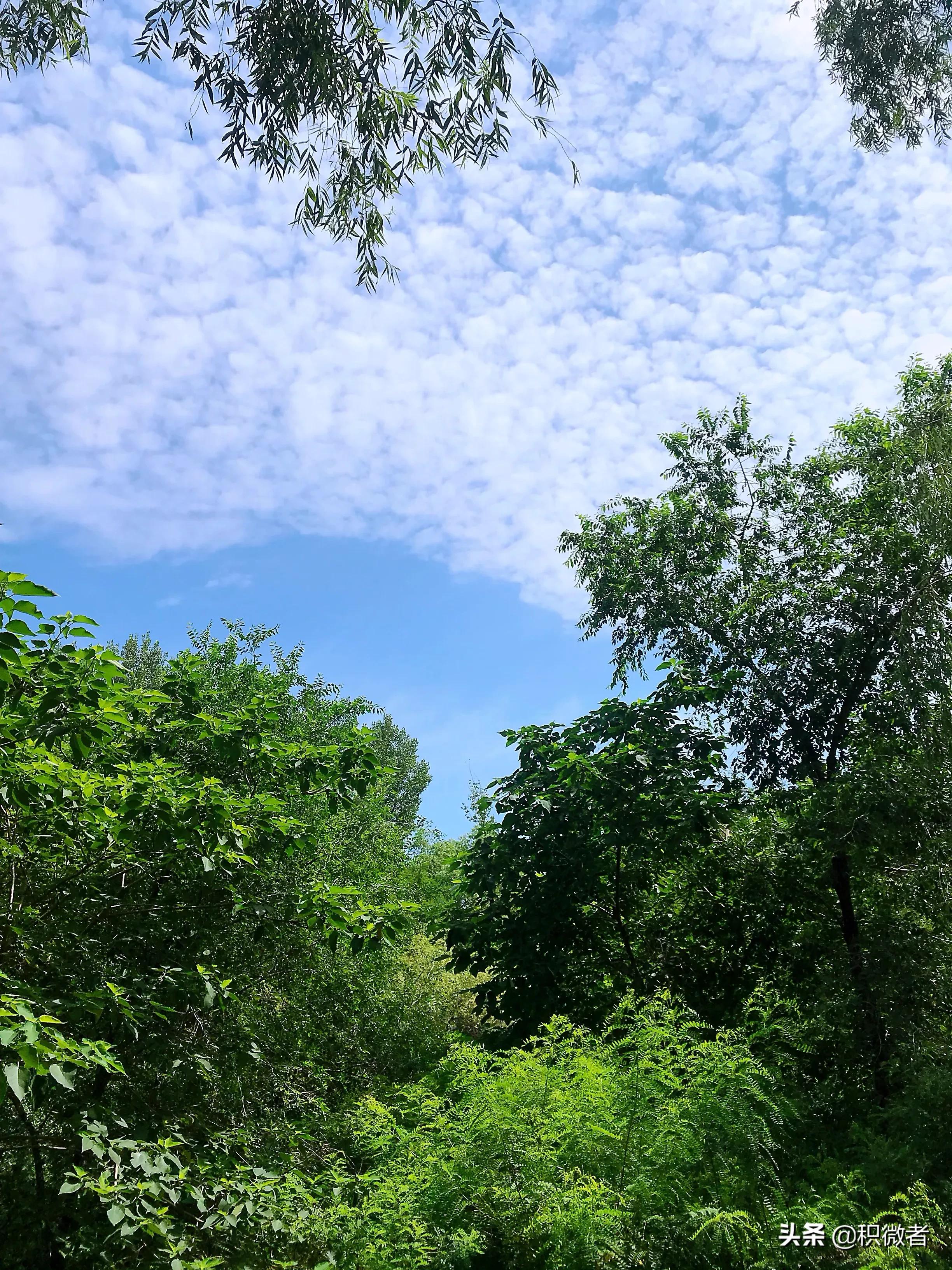 一场乌龙事件的真相,令人啼笑皆非的乌龙事件真相