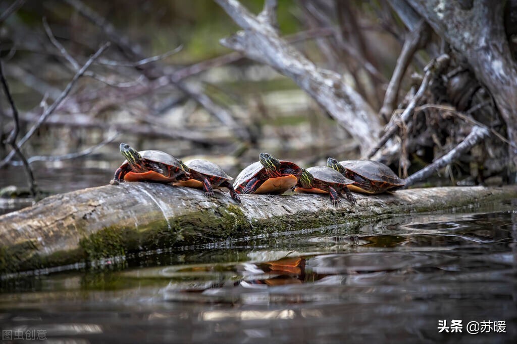 龟如何预防肝脏病,龟龟怎么才能让它不应激