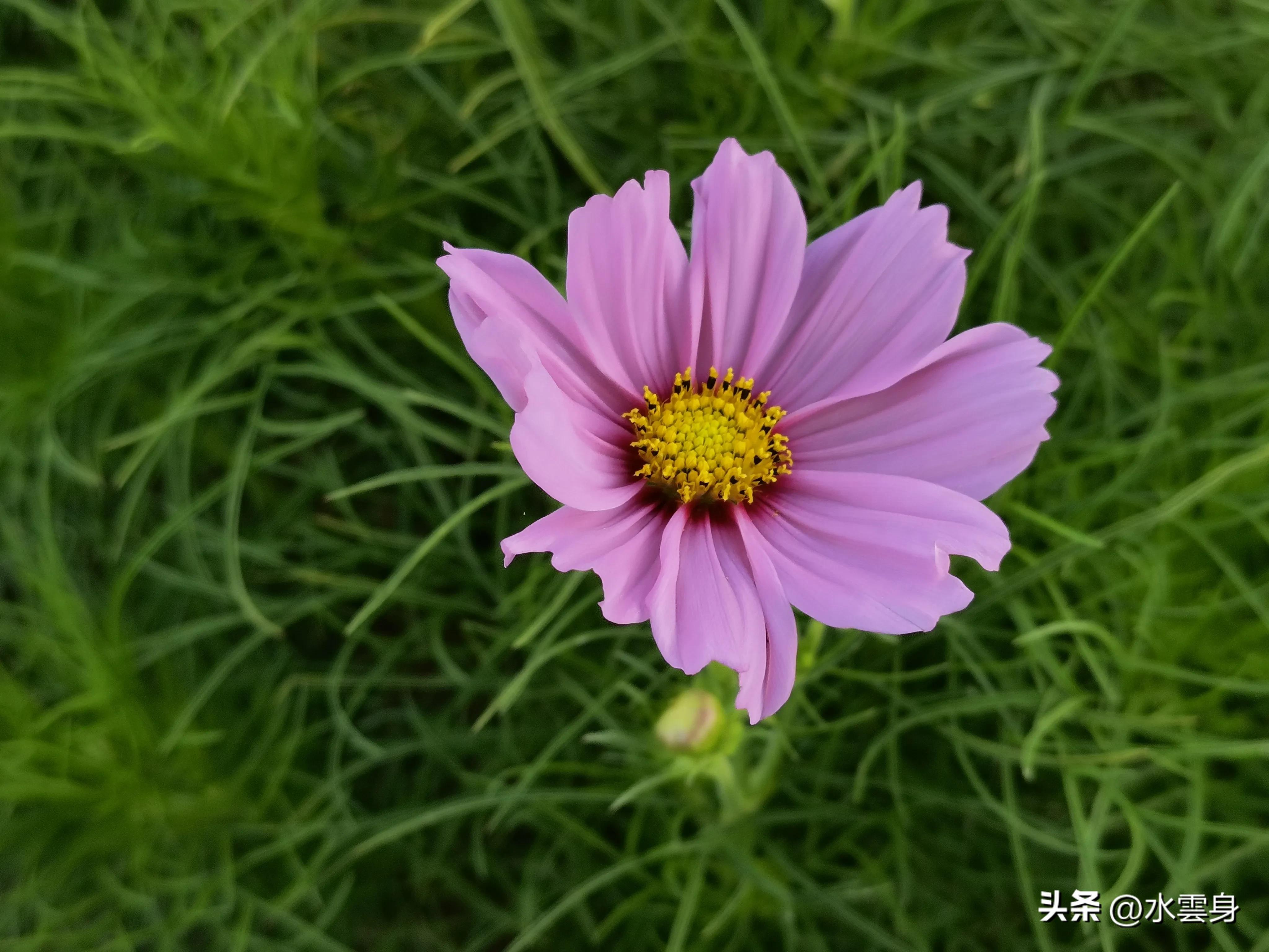 京郊赏花自驾游线路推荐,京郊免费景点一日自驾游路线攻略