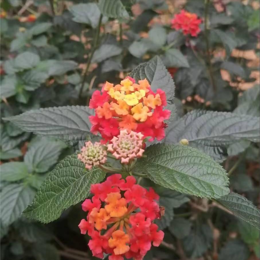 花园种花是儿歌还是童谣,花园种花儿歌创编