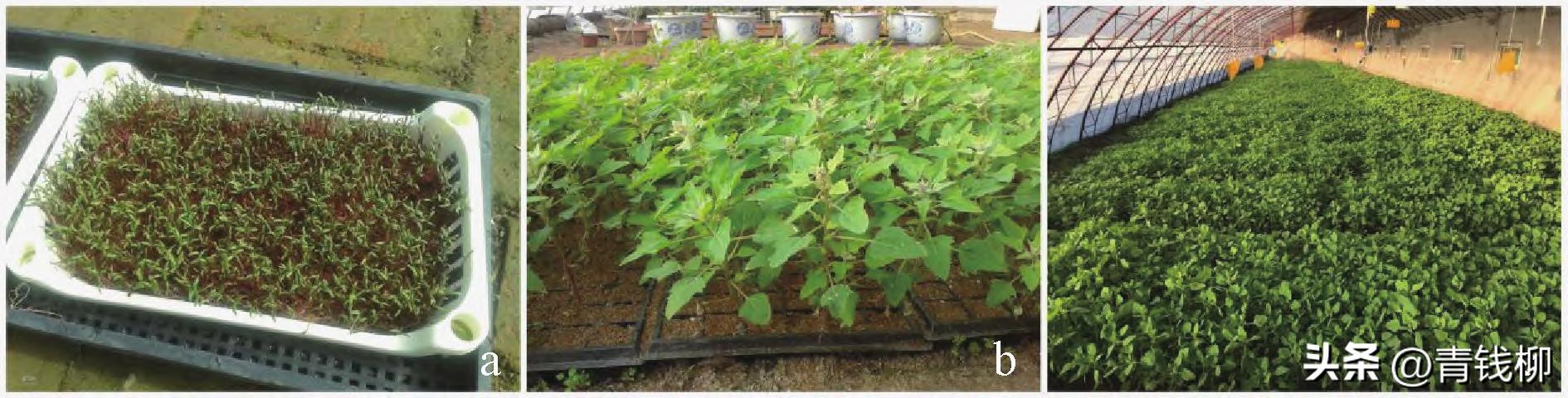 藜麦的栽培技术及发展前景,藜麦地膜栽培技术