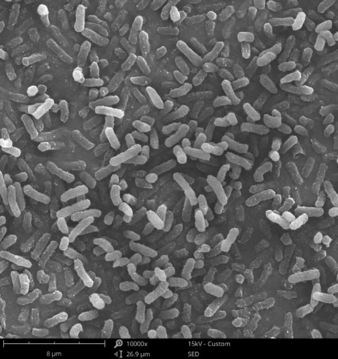 sem扫描电镜的原理及操作,sem扫描电镜的主要结构